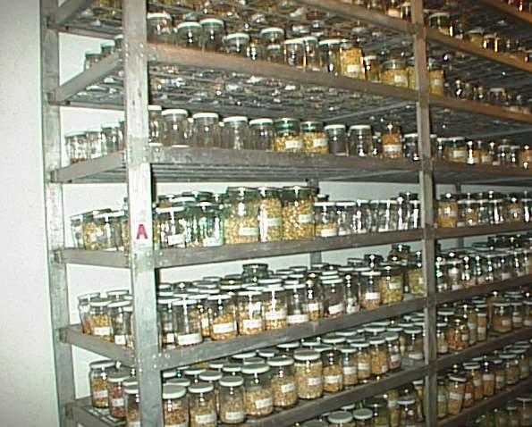 glass jars